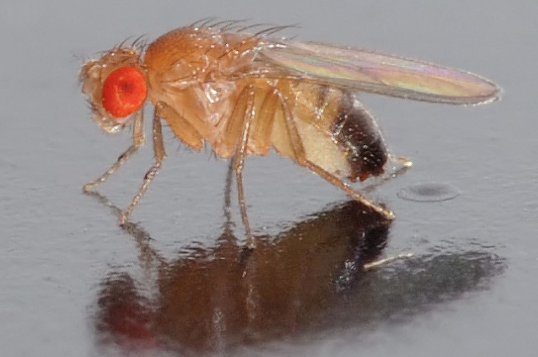 Smart Ways to Get Rid of Fruit Flies: Effective Solutions for 2025