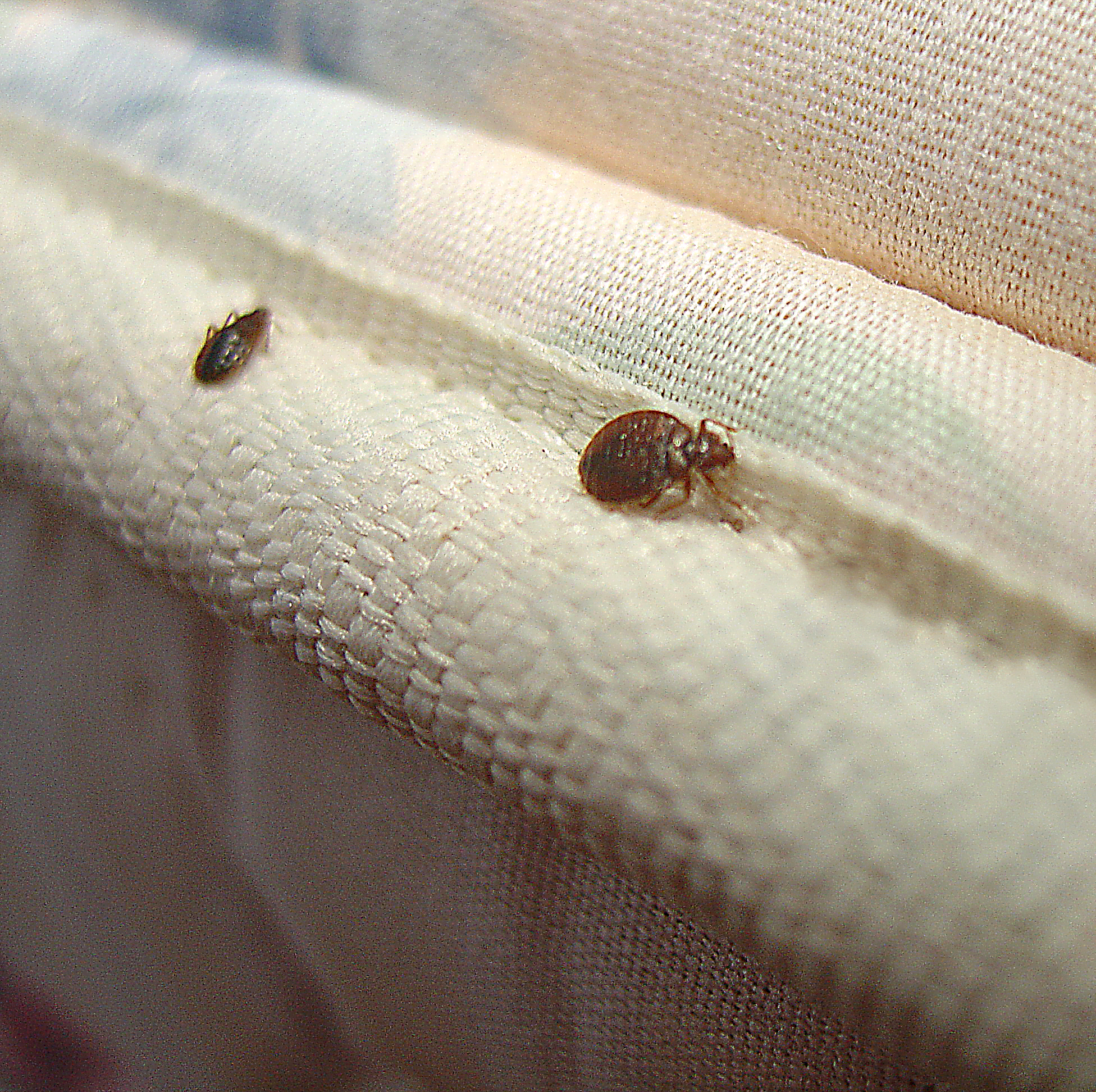 Smart Ways to Check for Bed Bugs: Essential Tips for 2025