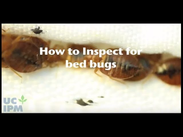 How to check for bed bugs