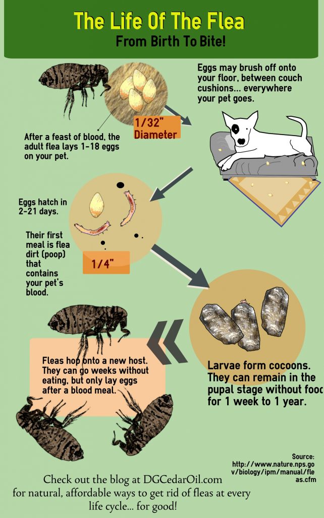 Effective Ways to Get Rid of Fleas