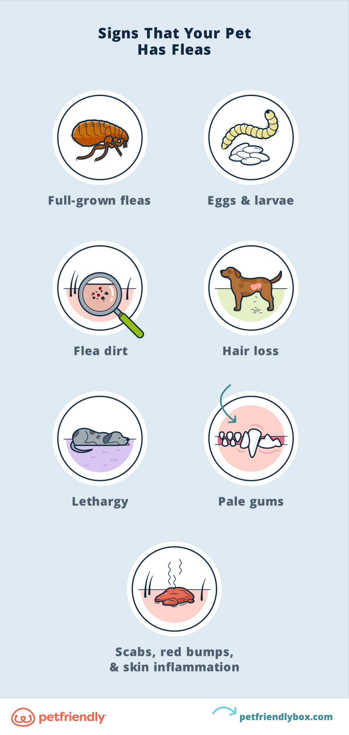 Visual Guide to Flea Control