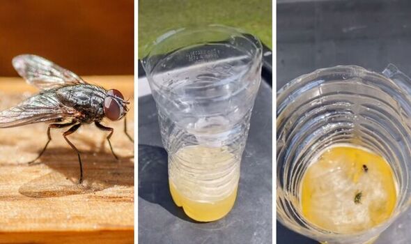 Top 5 Effective Ways to Get Rid of Flies in Your Home (2025)