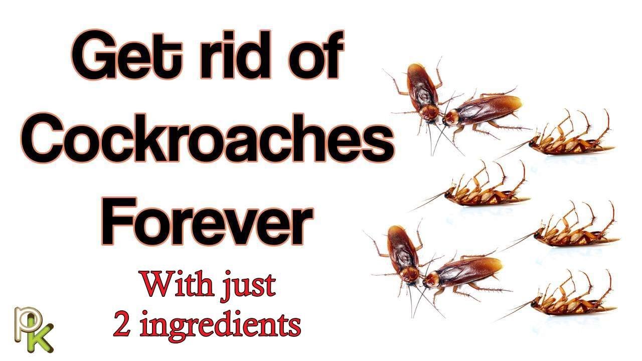 Smart Ways to Get Rid of Roaches in Your Home: Effective Solutions for 2025