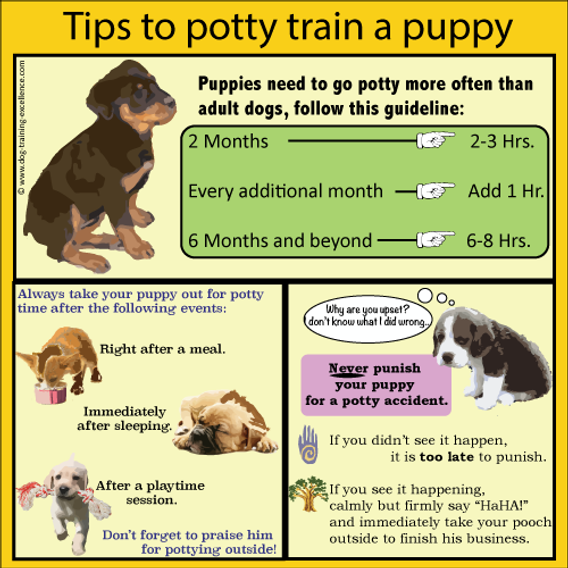 Effective Ways to Potty Train a Puppy in 30 Days: Proven Tips for Success in 2025