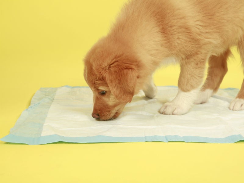 Potty Training a Puppy Success