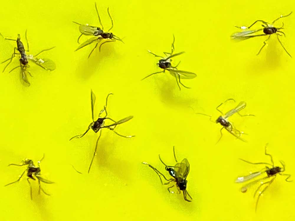 How to Effectively Get Rid of Gnats in Your House This 2025