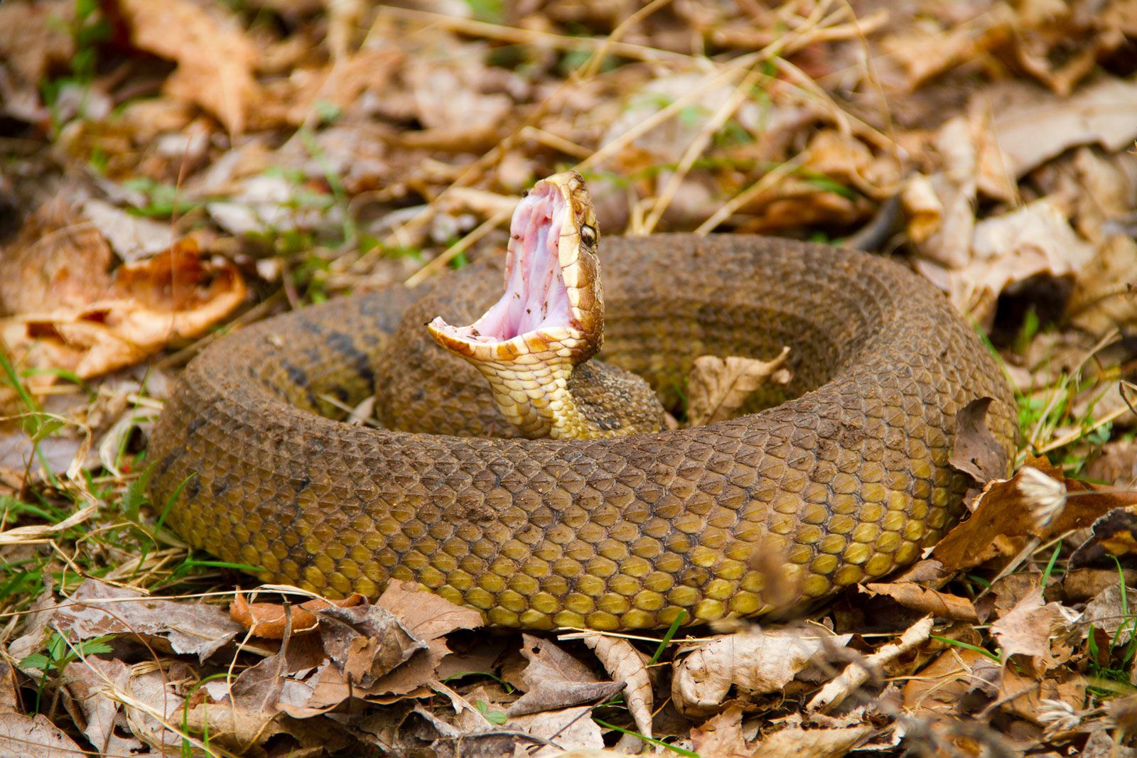 How to Properly Identify a Water Moccasin: 5 Essential Tips for 2025