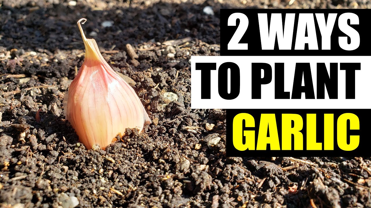 Smart Ways to Plant Garlic in 2025 for a Bountiful Yield