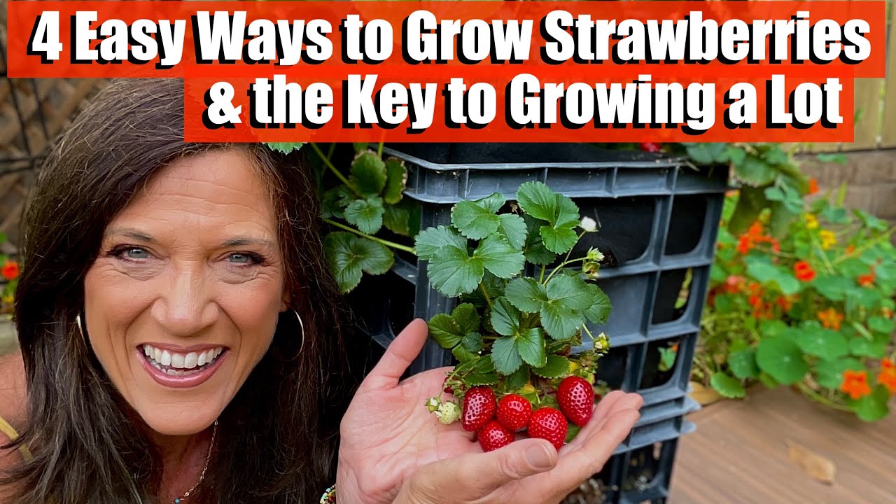 Essential Guide to How to Grow Strawberries for a Bountiful Harvest in 2025