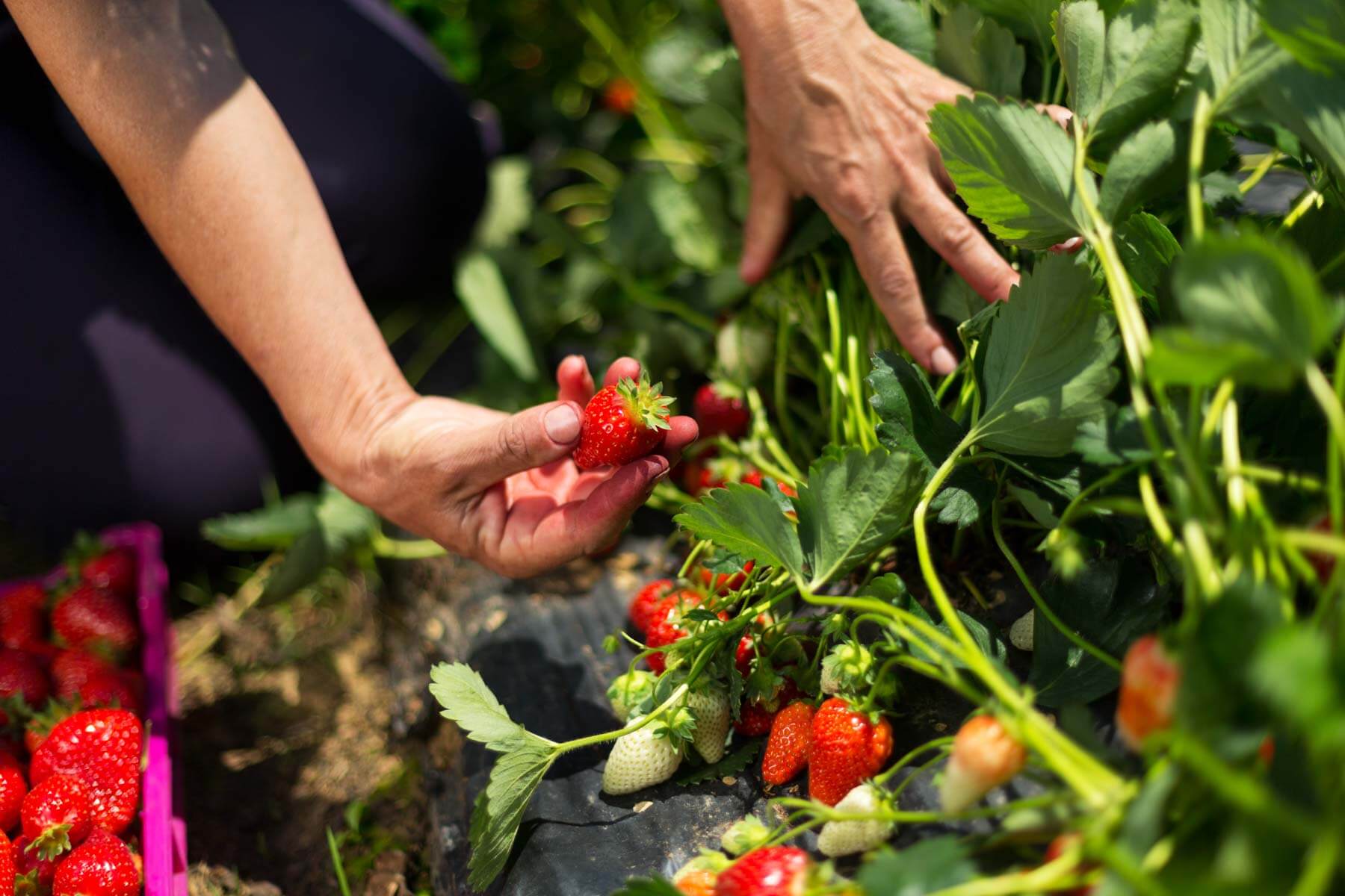 Growing Strawberries