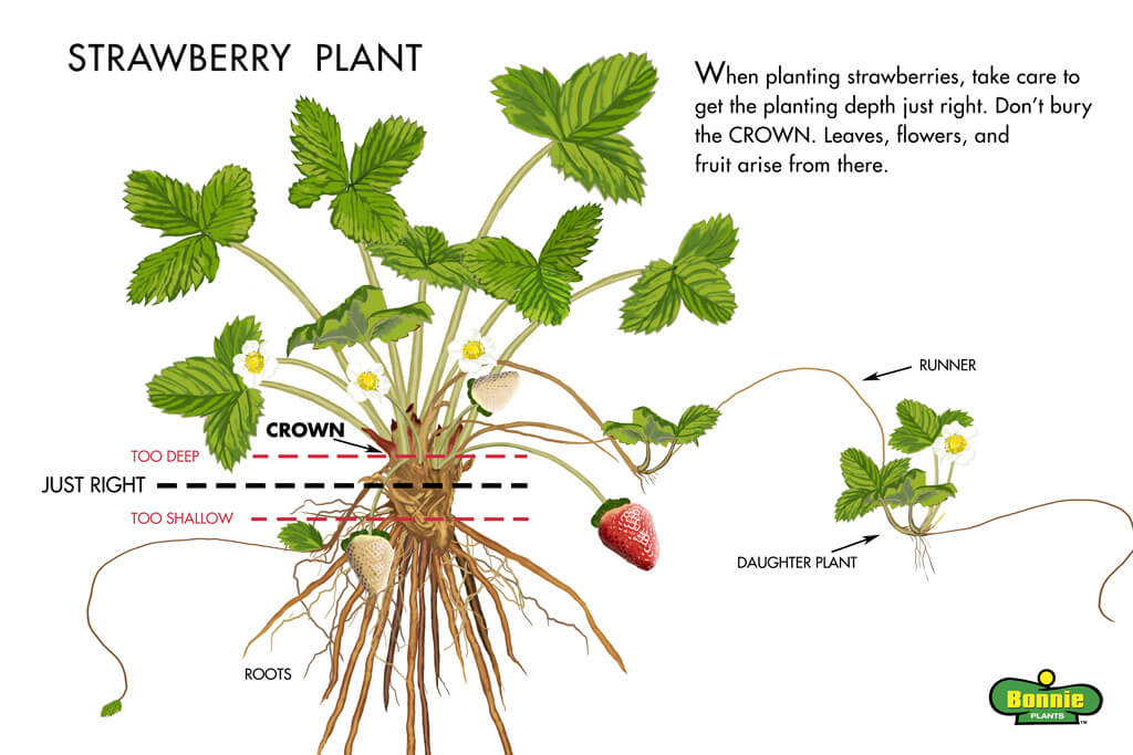 Strawberry Field