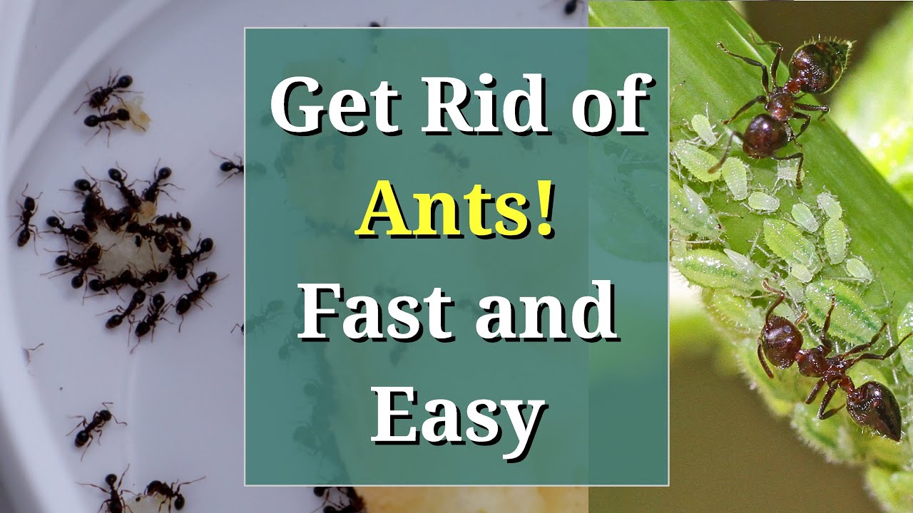 Essential Guide to How to Kill Ants Effectively in Your Home This 2025