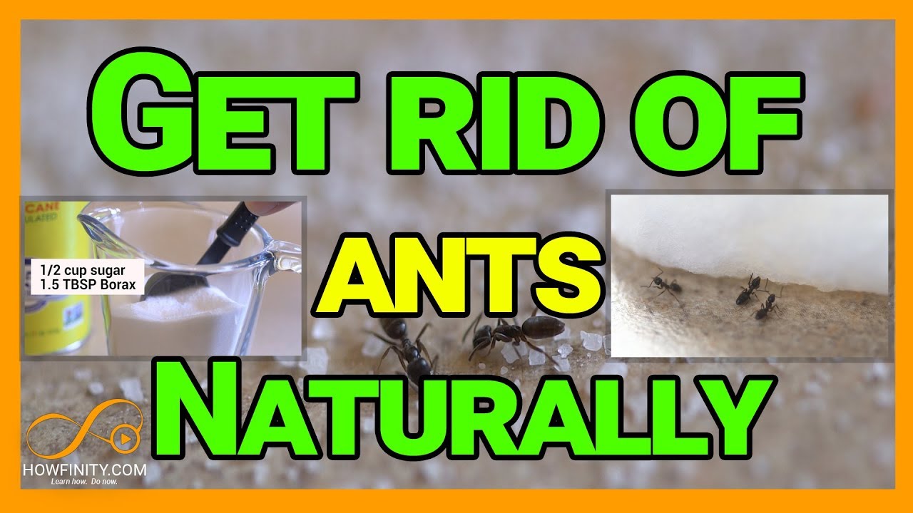 How to Kill Ants