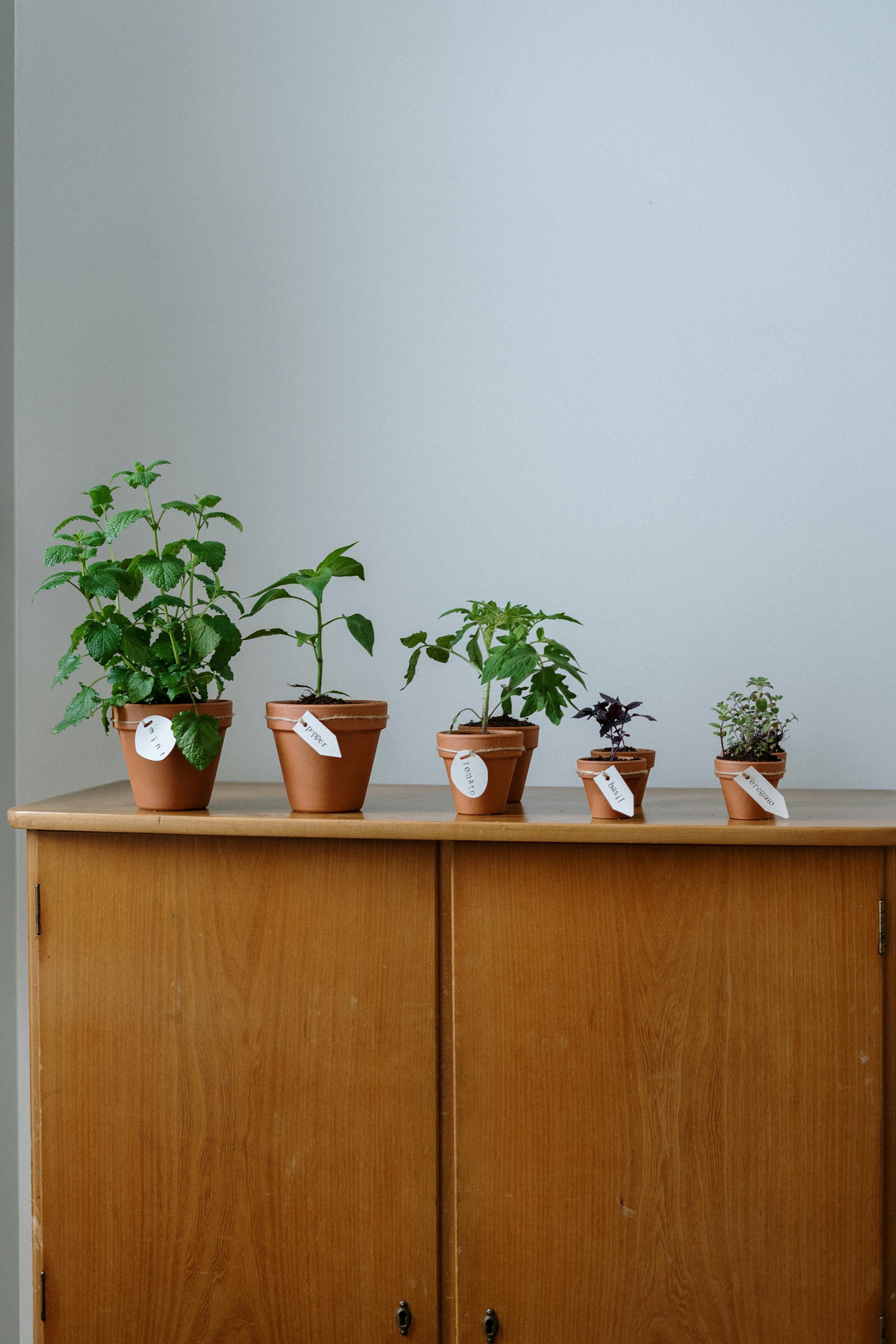 Tomato Growth Patterns