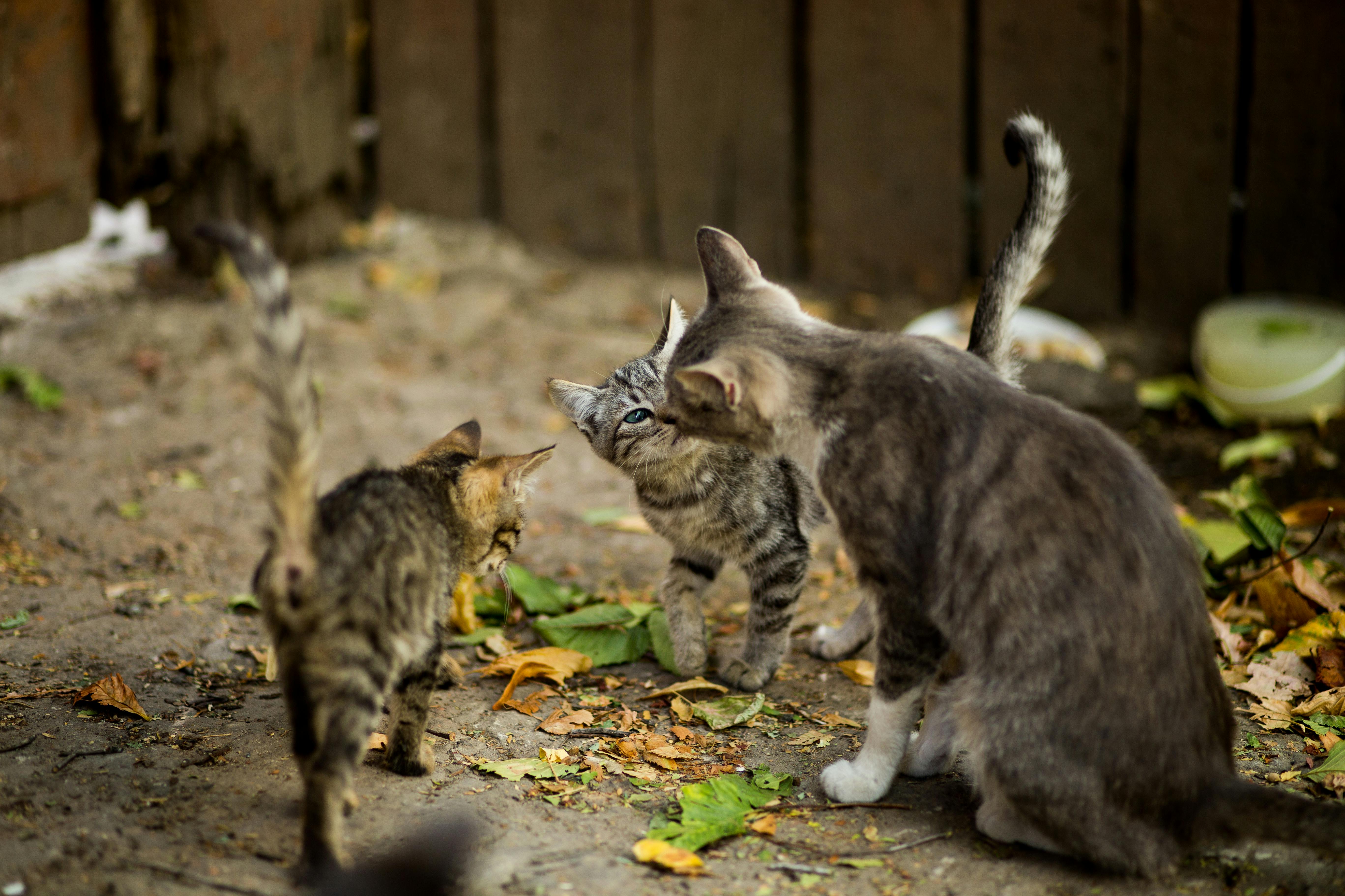 Effective flea treatment for cats