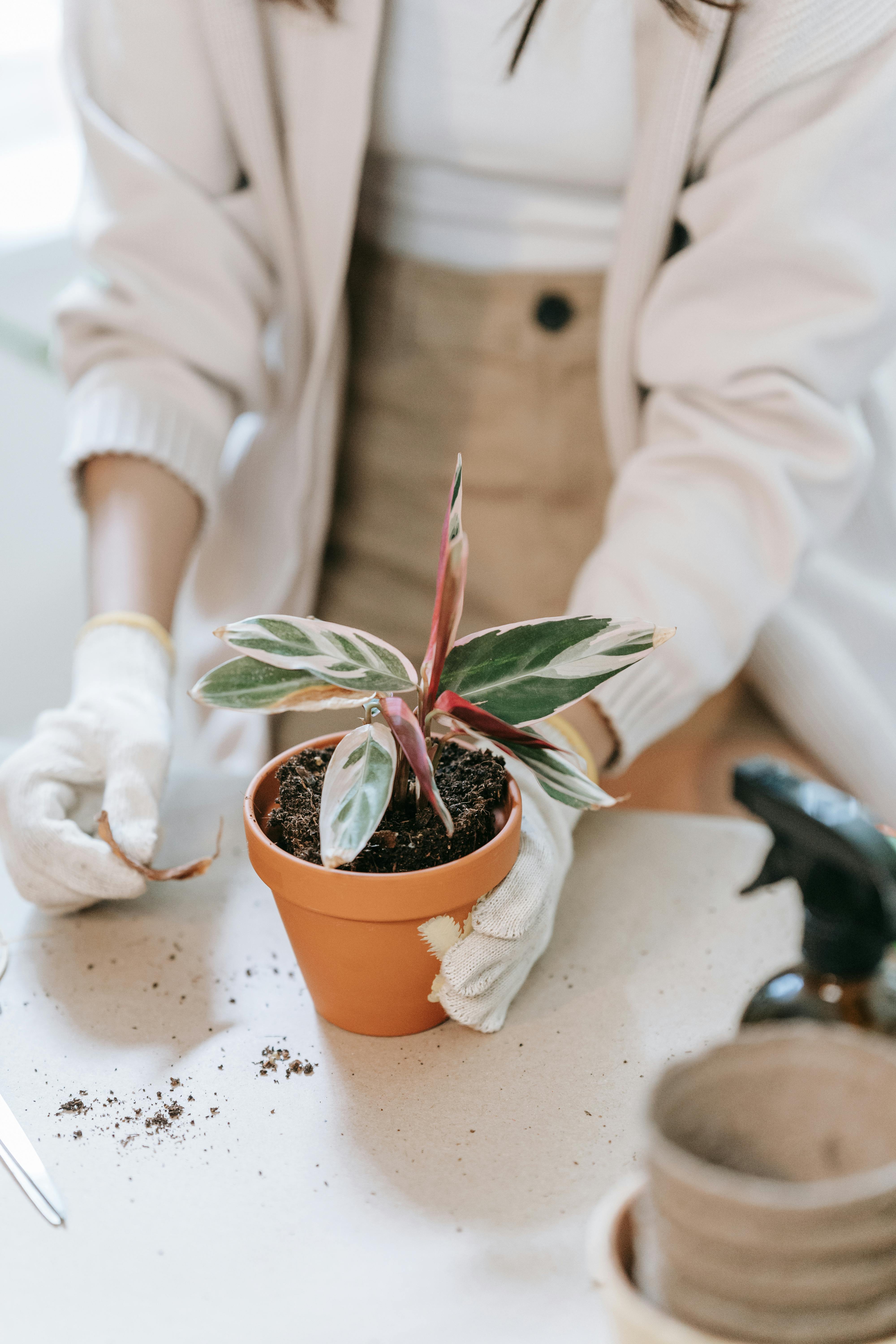 Repotting Success