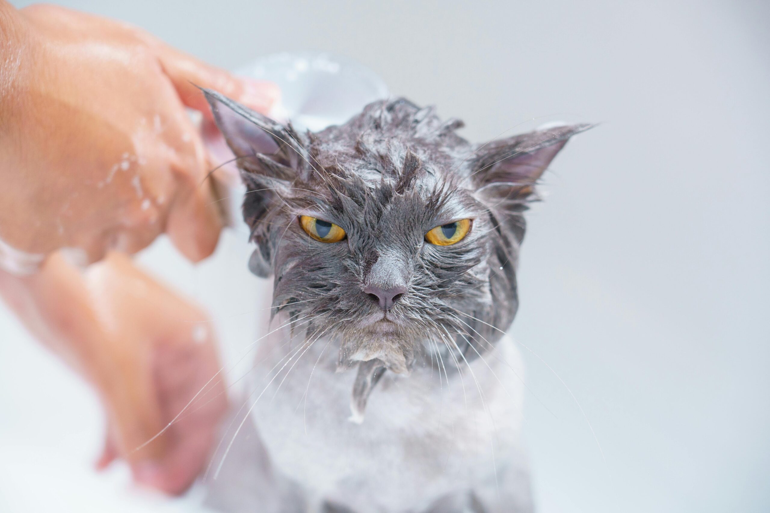 Smart Ways to Bathe a Cat Effortlessly in 2025: Tips for a Stress-Free Experience